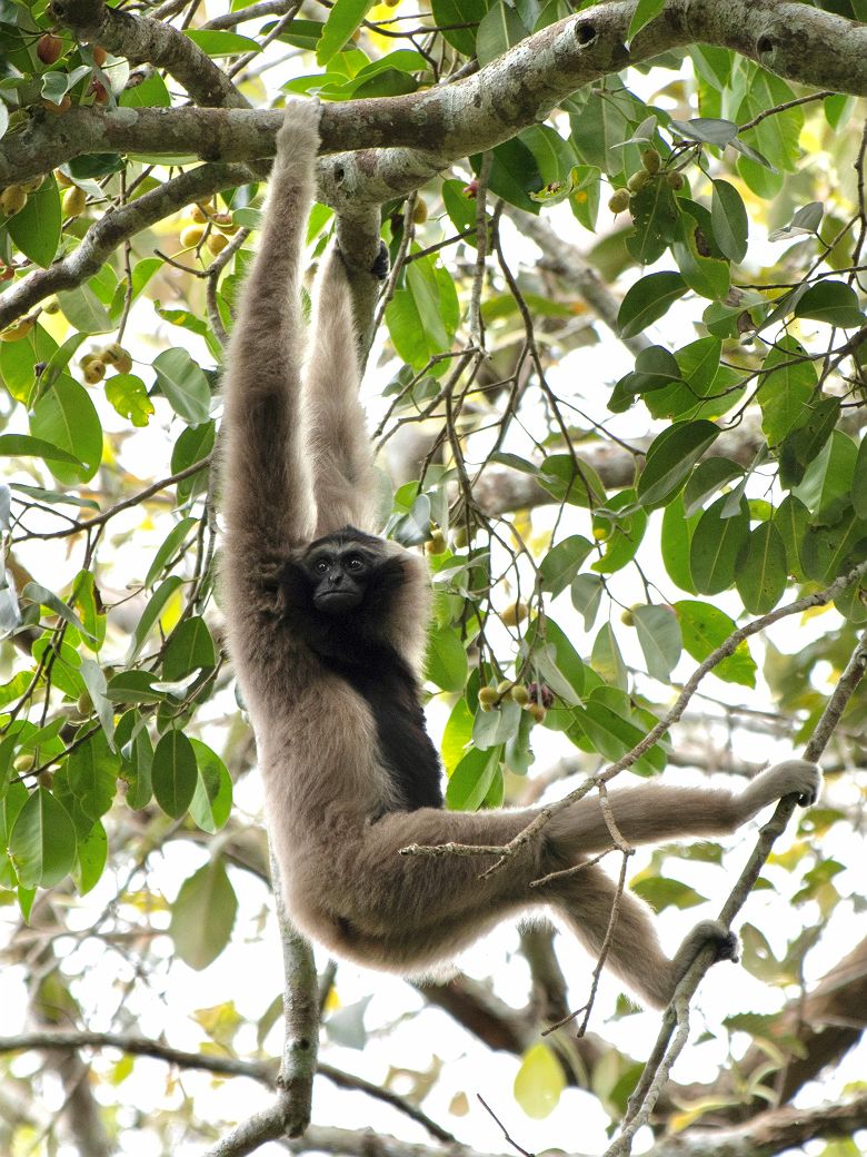Singe accroché aux branches d'un arbre au Parc National de Khao Yai - Thaïlande