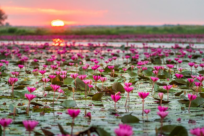 Lac au lotus rouge à Udon Thani - Thaïlande