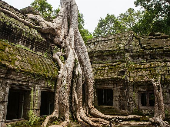 Ta Prohm - Racines de fromagers géants - Cambodge