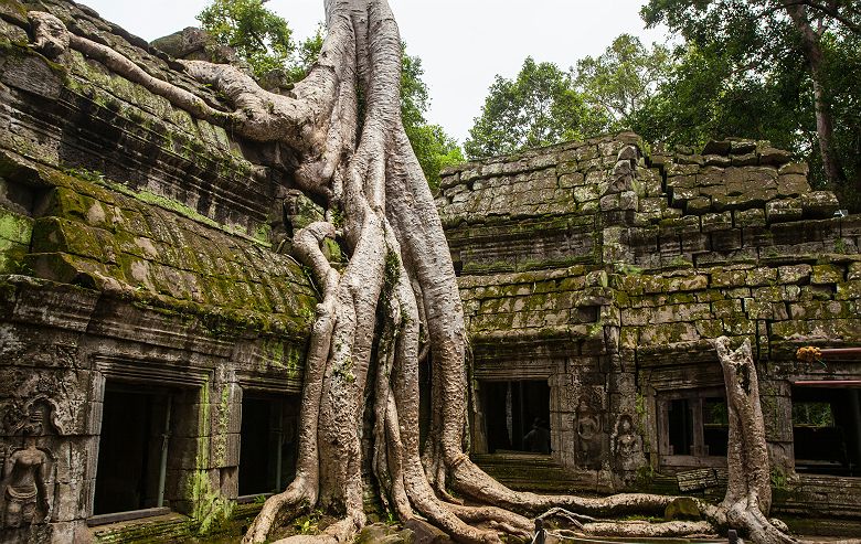 Ta Prohm - Racines de fromagers géants - Cambodge