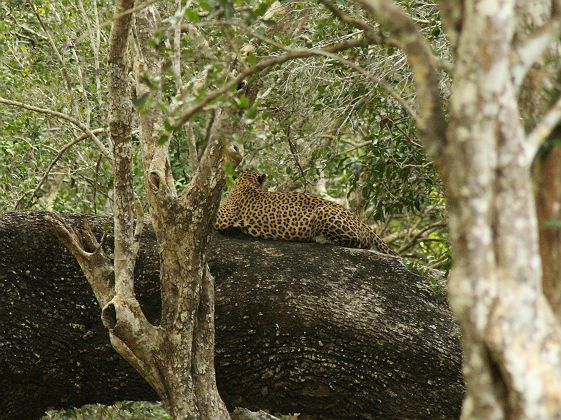 Léopard au parc national de Wilpattu
