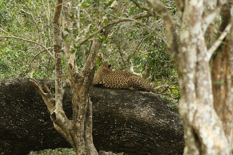 Léopard au parc national de Wilpattu