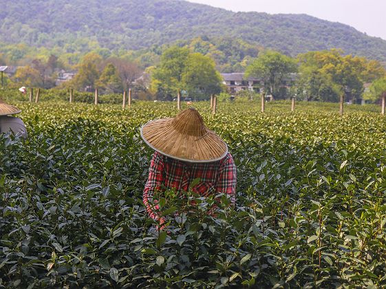 Cueillette du thé - Hangzhou