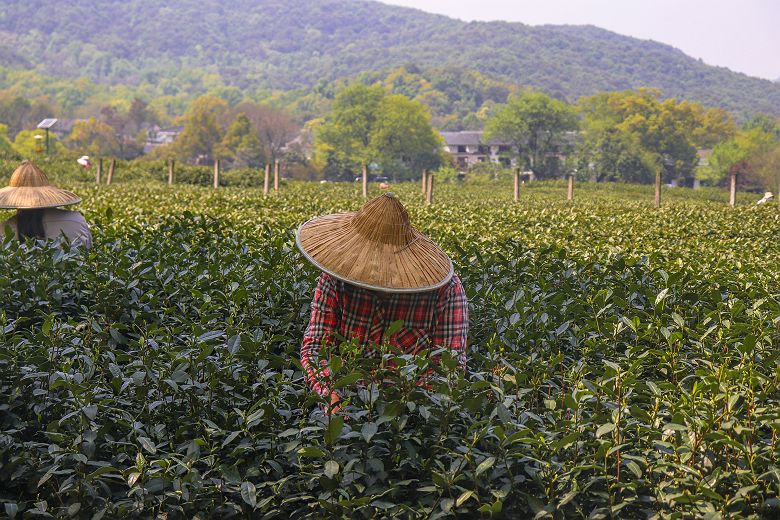 Cueillette du thé - Hangzhou