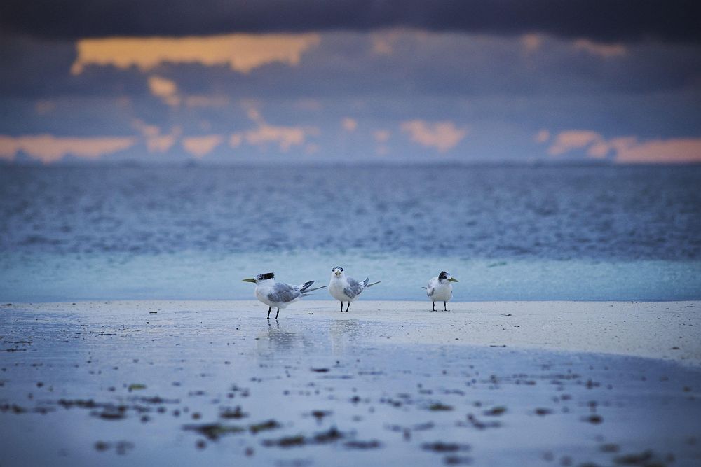Waldorf Astoria Seychelles - Diapo - Seychelles 