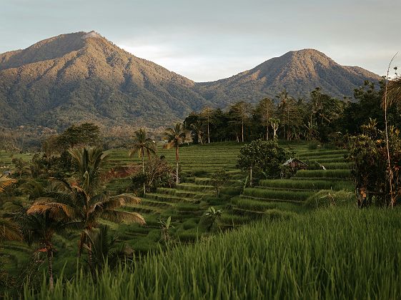 Rizières en terrasses avec vue sur les montagnes à Bali - Indonésie