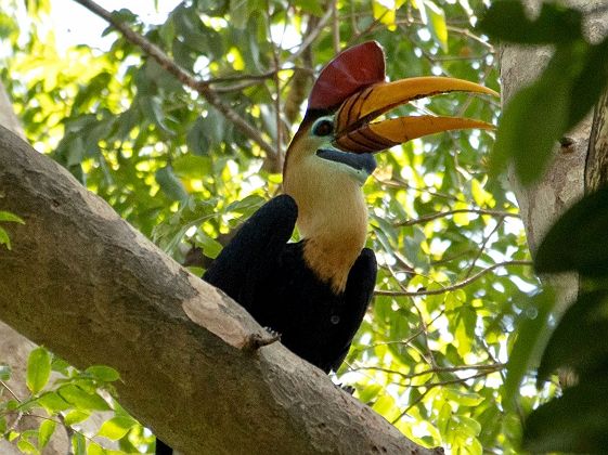 Un calao dans la réserve naturelle de Tangkoko, Sulawesi [crop] - Indonésie