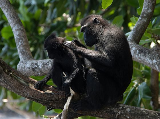 Macaques noirs à crête dans la réserve naturelle de Tangkoko, Sulawesi - Indonésie