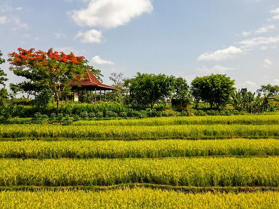 Champs à Java - Indonésie