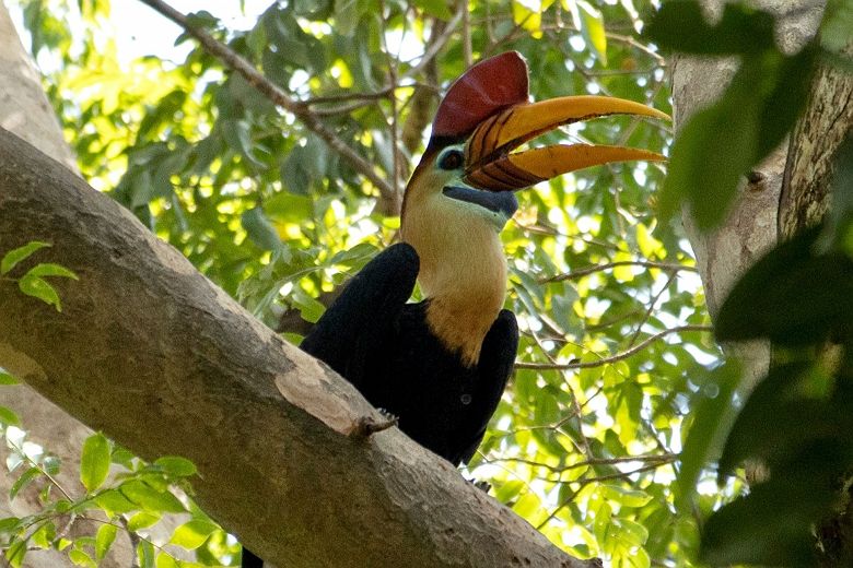Un calao dans la réserve naturelle de Tangkoko, Sulawesi [crop] - Indonésie