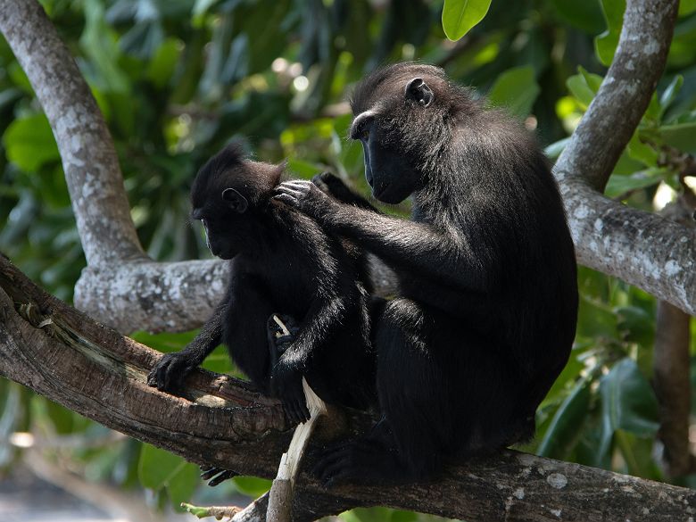 Macaques noirs à crête dans la réserve naturelle de Tangkoko, Sulawesi - Indonésie