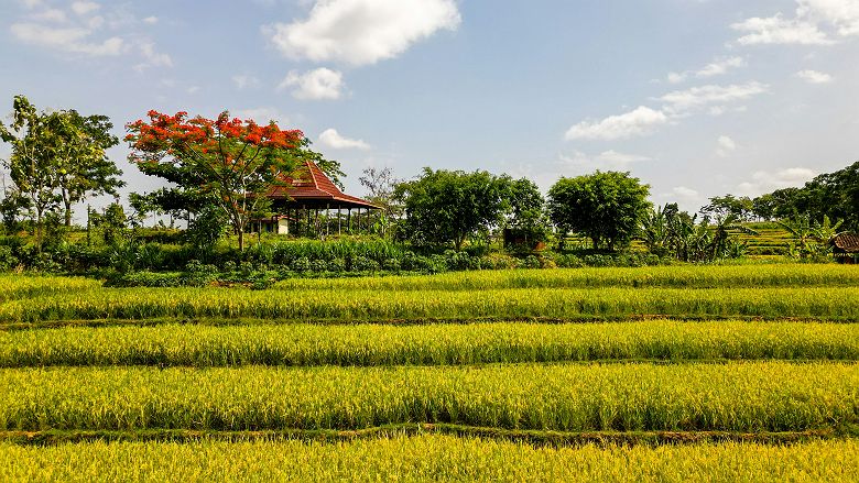 Champs à Java - Indonésie