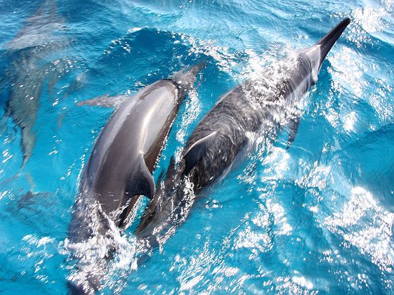 Dauphins - Fernando de Noronha - Brésil