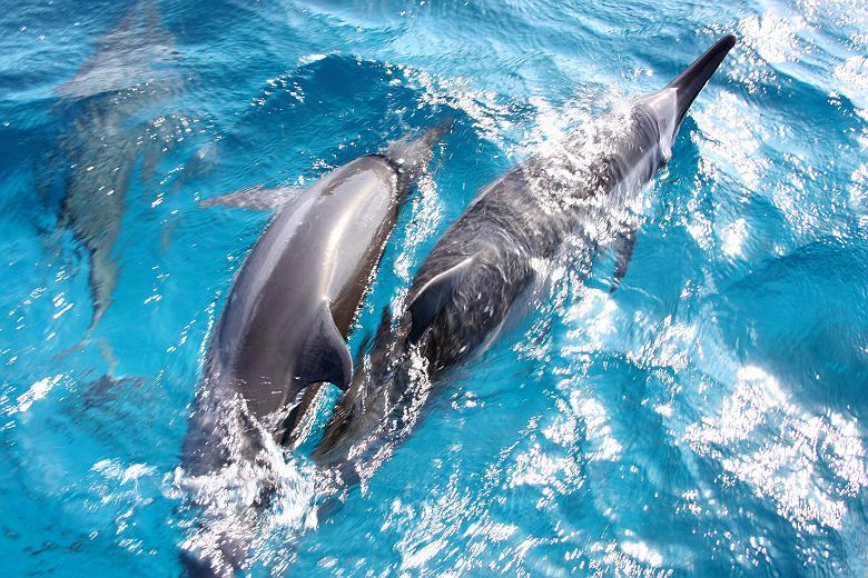 Dauphins - Fernando de Noronha - Brésil