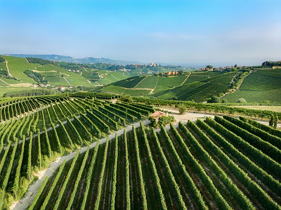collines de langhe   vignobles