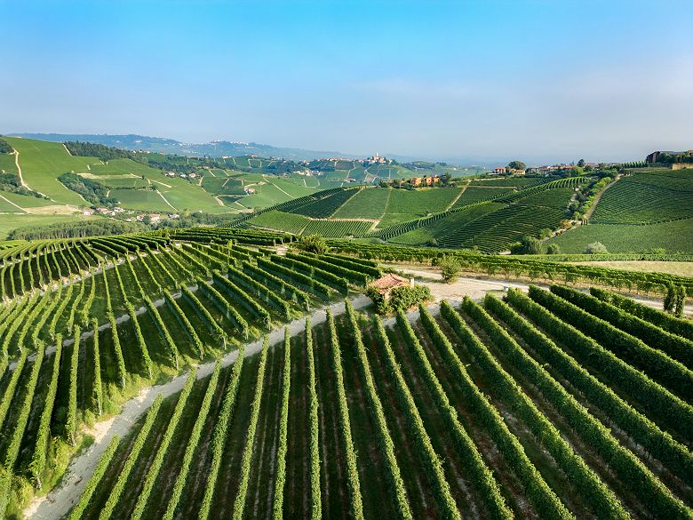 collines de langhe   vignobles