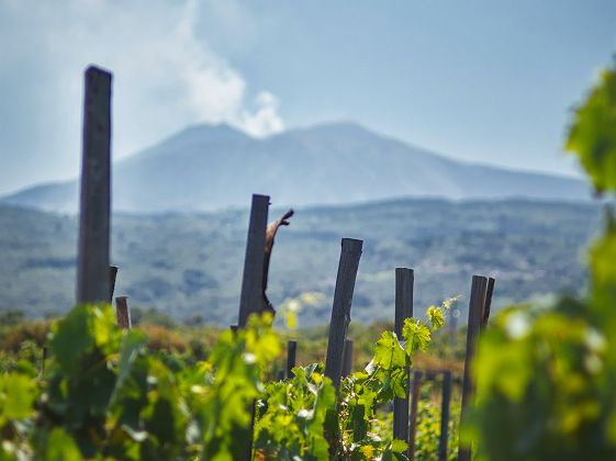 etna avec vignes