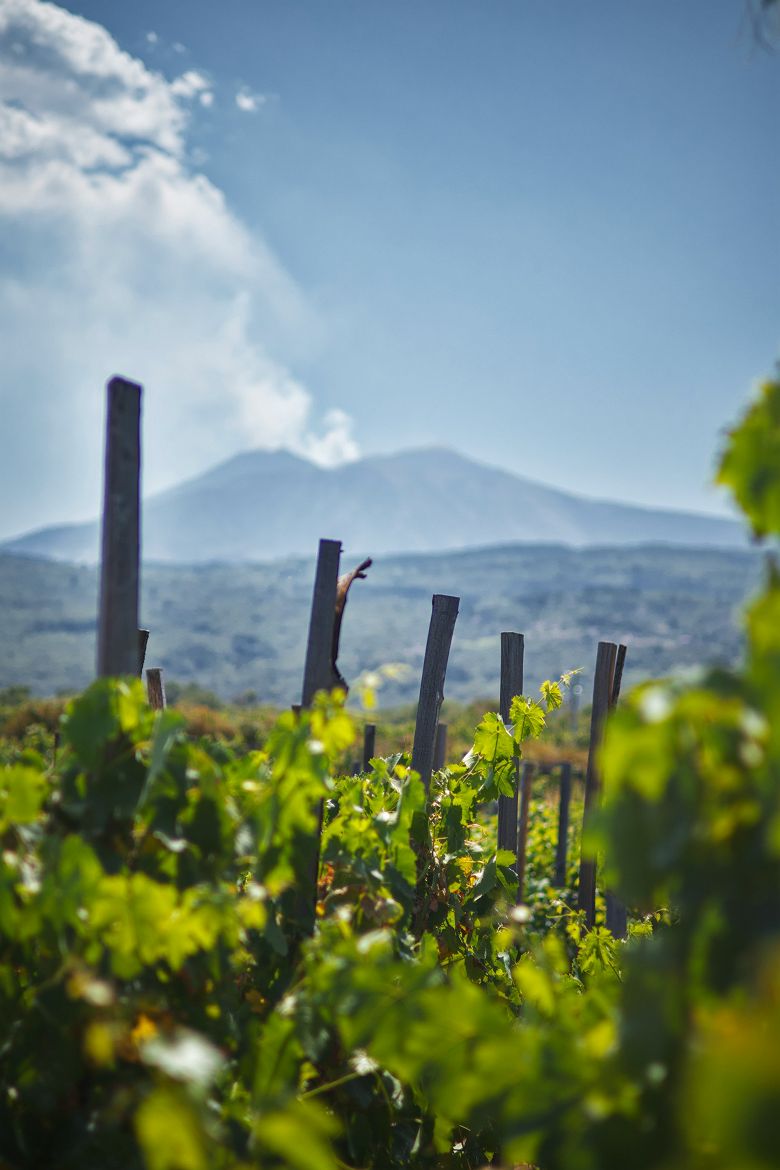 etna avec vignes