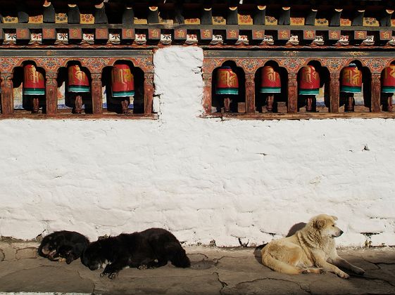 Moulins à prières et chiens au Kyichu Lhakhang dans la vallée de Paro - Bhoutan