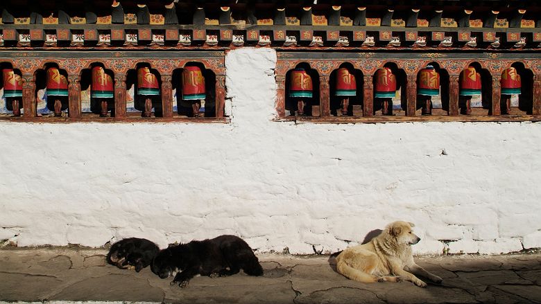 Moulins à prières et chiens au Kyichu Lhakhang dans la vallée de Paro - Bhoutan