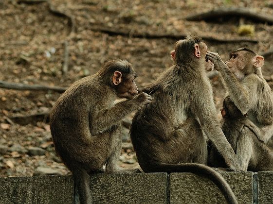 Groupe de singes sur l'île d'Elephanta proche de Mumbai - Inde