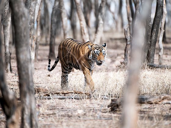 Inde - Portrait d'un tigre de Bengale dans la forêt du parc national de Ranthambore 