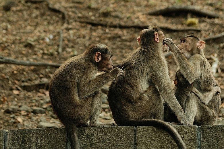 Groupe de singes sur l'île d'Elephanta proche de Mumbai - Inde