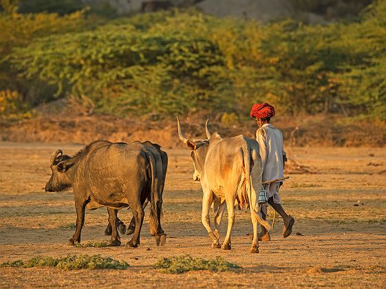 Jawai Camp - Portrait d'un berger rabari qui promène ces deux vâches