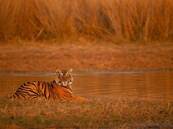 Tigre du Bengale au Ranthambore National Park, Rajasthan, India