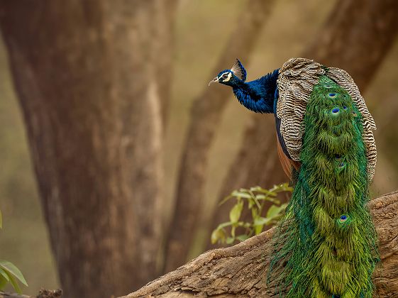 Portrait d'un paon au parc de Ranthambore - Inde