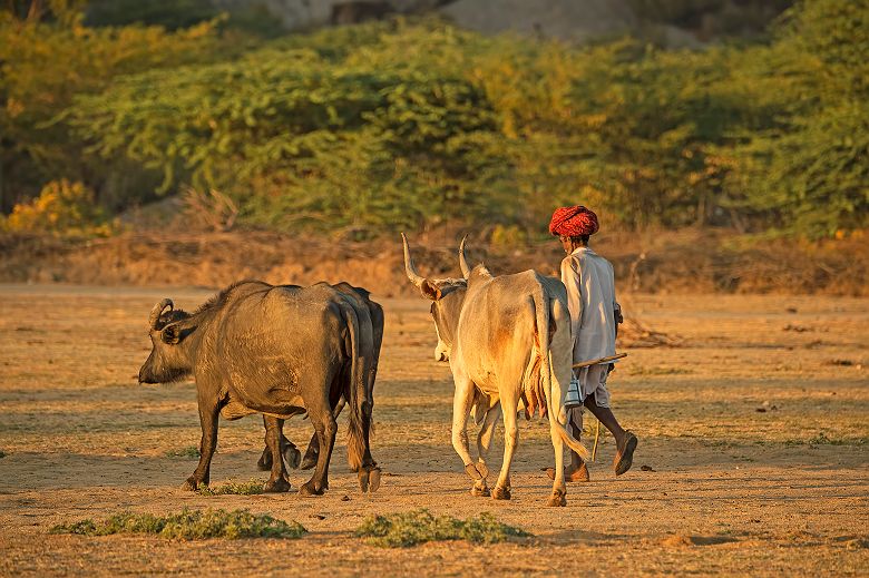 Jawai Camp - Portrait d'un berger rabari qui promène ces deux vâches