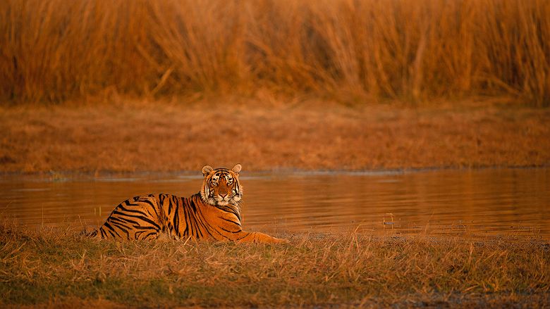 Tigre du Bengale au Ranthambore National Park, Rajasthan, India
