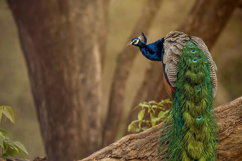 Portrait d'un paon au parc de Ranthambore - Inde