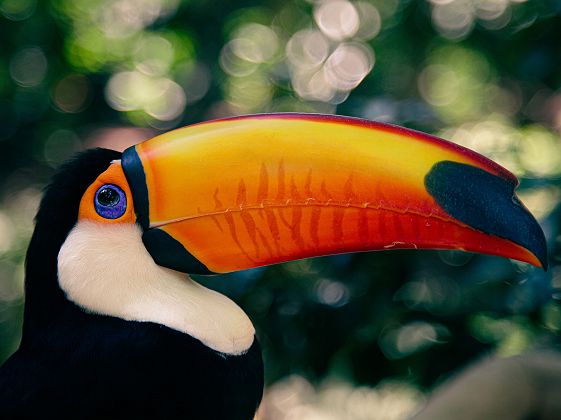 Toucan - Chutes d'Iguaçu - Brésil