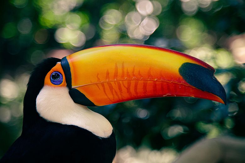 Toucan - Chutes d'Iguaçu - Brésil