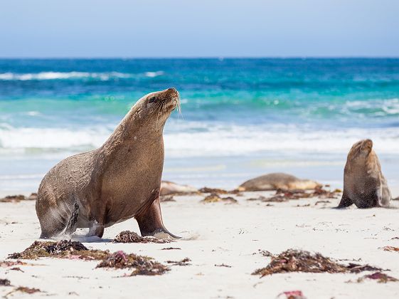 Australie - Portrait de deux phoques dans l'île des kangourous