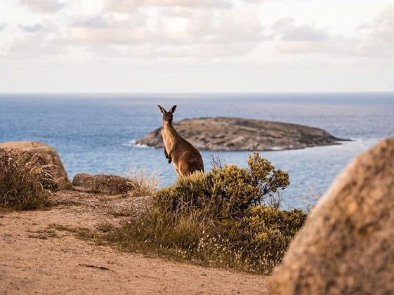 Kangaroo Island / Australie