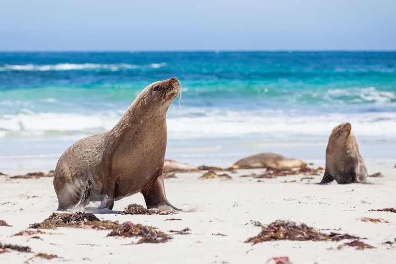 Australie - Portrait de deux phoques dans l'île des kangourous