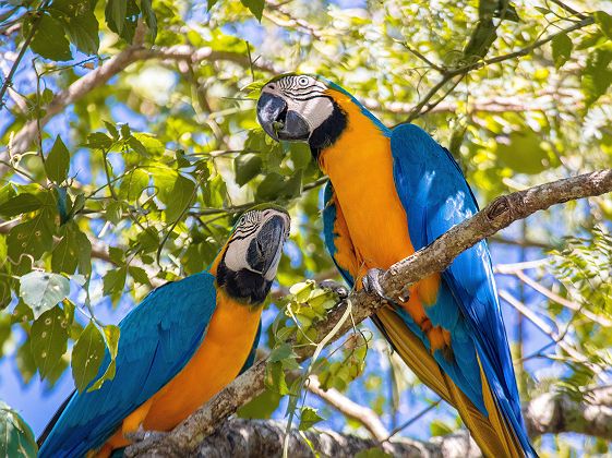 Perroquet - Parque das Aves - Brésil