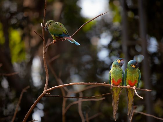 Perruches - Iguazu - Argentine