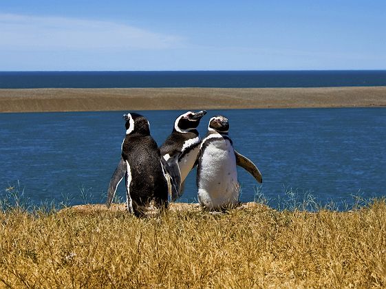 3 pingouins à Puerto Madryn, Péninsule de Valdès - Argentine
