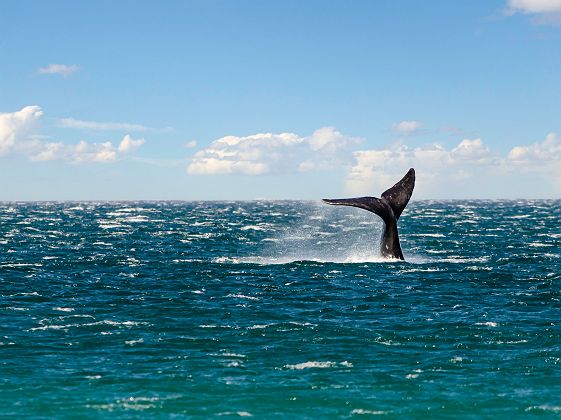 Péninsule Valdés - Baleine - Argentine