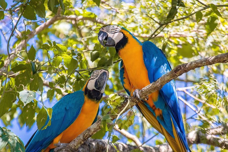 Perroquet - Parque das Aves - Brésil