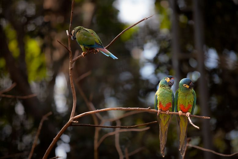 Perruches - Iguazu - Argentine