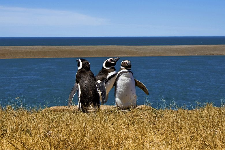 3 pingouins à Puerto Madryn, Péninsule de Valdès - Argentine
