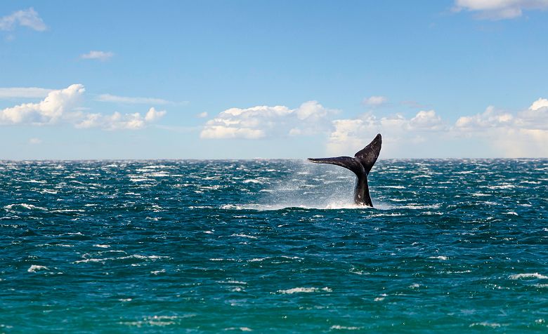 Péninsule Valdés - Baleine - Argentine