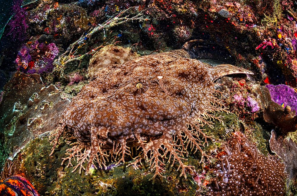 Raja Ampat, corail, requin wobbegong, Indonésie 