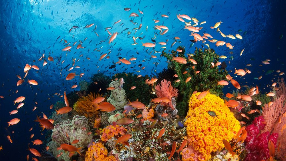 Raja Ampat, banc de poissons colorés proche des coraux, fonds marins, Indonésie