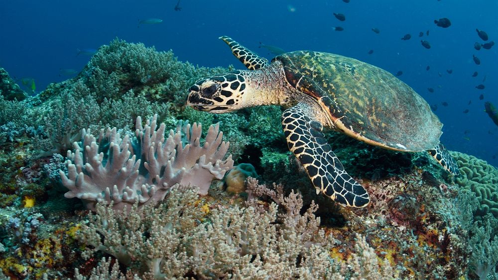 Raja Ampat, tortue nageant dans les fonds marins près du corail, Indonésie