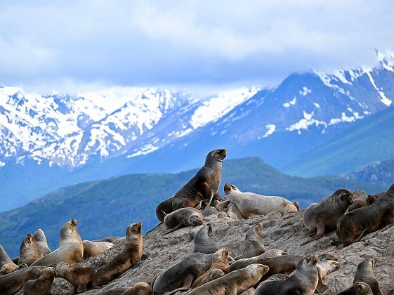 Lion de mer, Ushuaia - Argentine